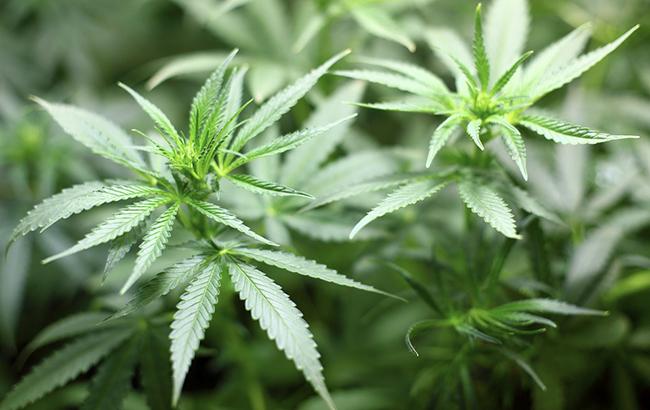 В Грузии ужесточили ограничения по употреблению марихуаны