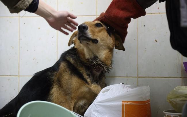 В Луганской области посадили мужчину за жестокое обращение с животным