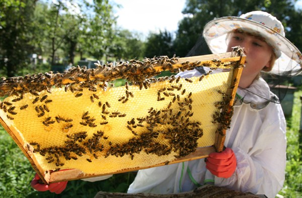 Все, что нужно для пчеловодства