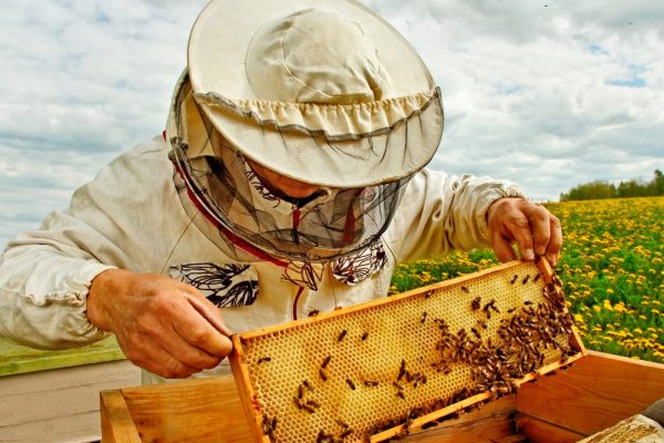 Що потрібно, щоб стати бджолярем?