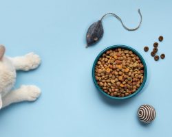 Здорова шерсть і сильні зуби: важливість сухого корму для котів